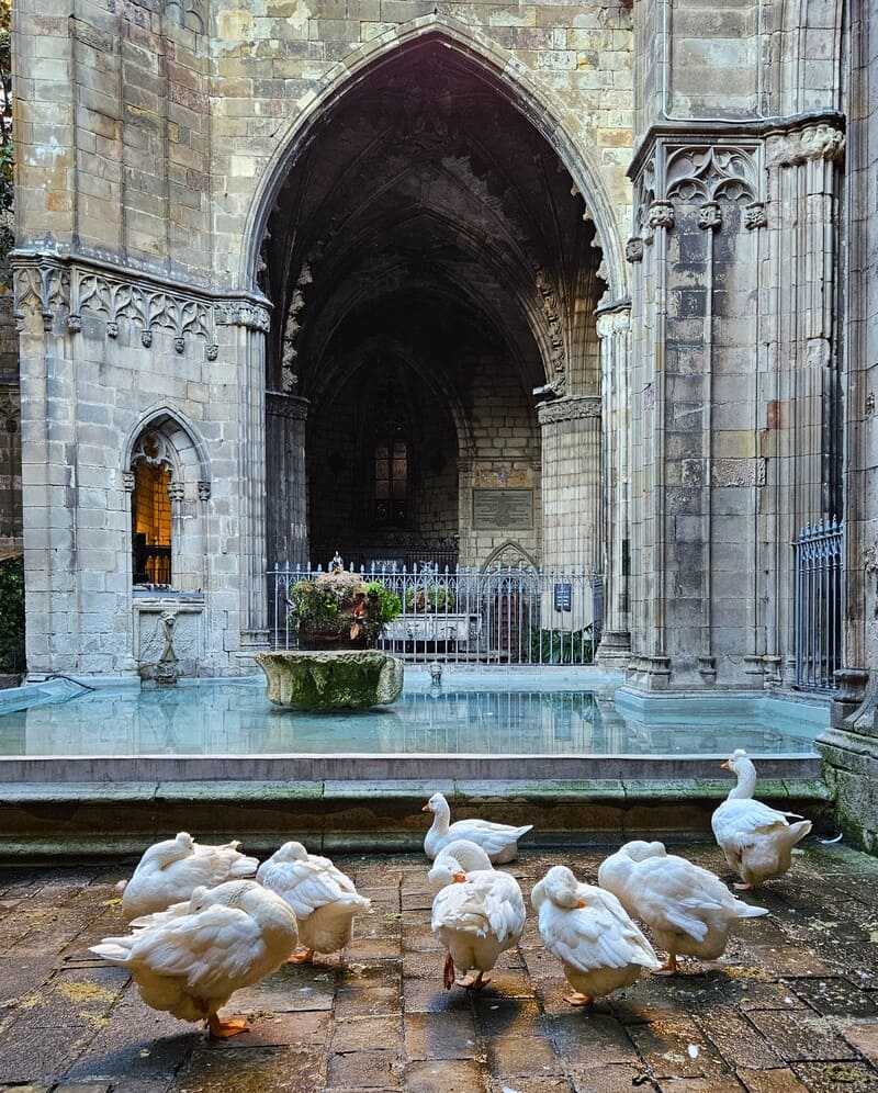 Cloister cathedral geese